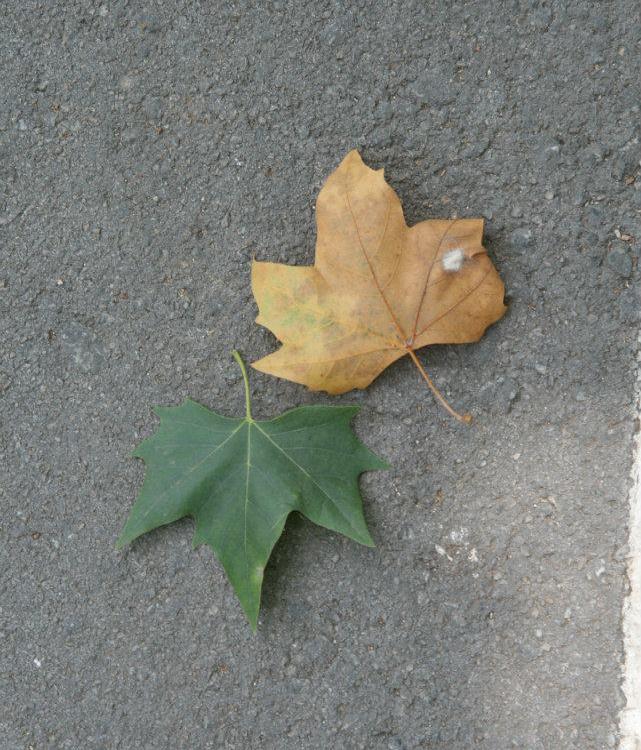 hoja amarilla hoja verde
